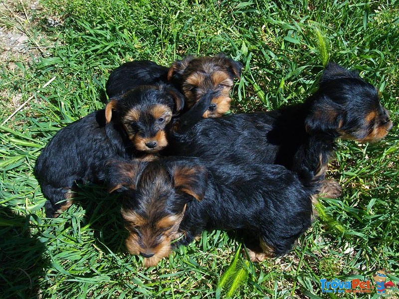 Cuccioli Yorkshire mini Toy - Foto n. 2