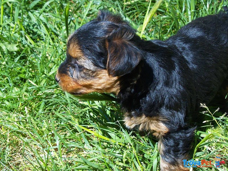 Cuccioli Yorkshire mini Toy - Foto n. 3