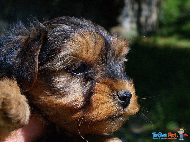 Cuccioli Yorkshire mini Toy - Foto n. 5