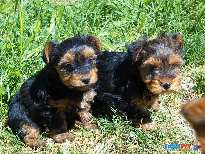 Cuccioli Yorkshire mini Toy - Foto n. 6