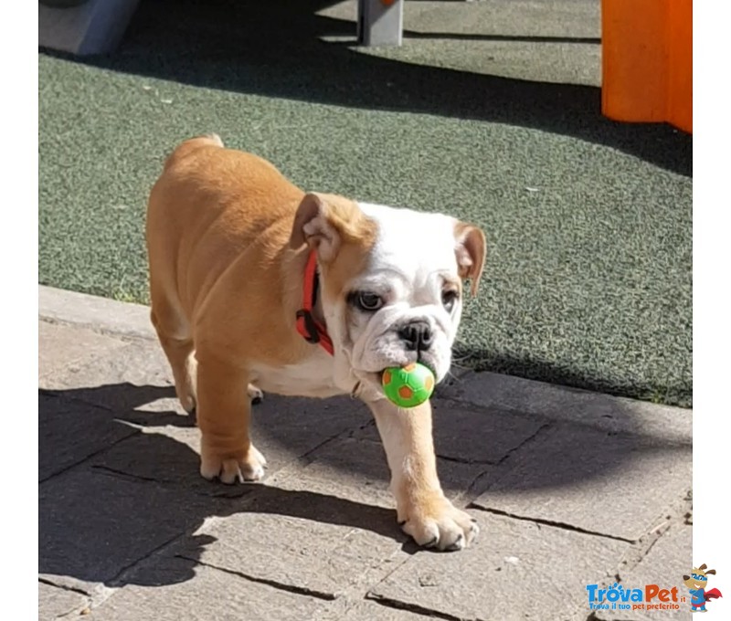 Femmina di Bulldog Inglese - Foto n. 1