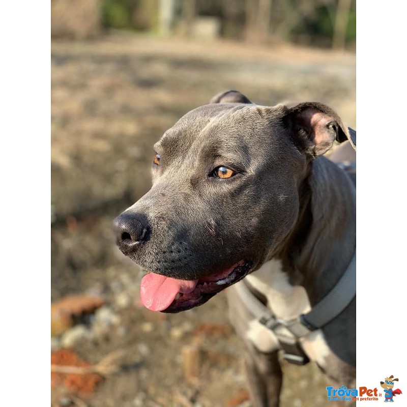 Nina, Giovane American Staffordshire blue Nose - Foto n. 2