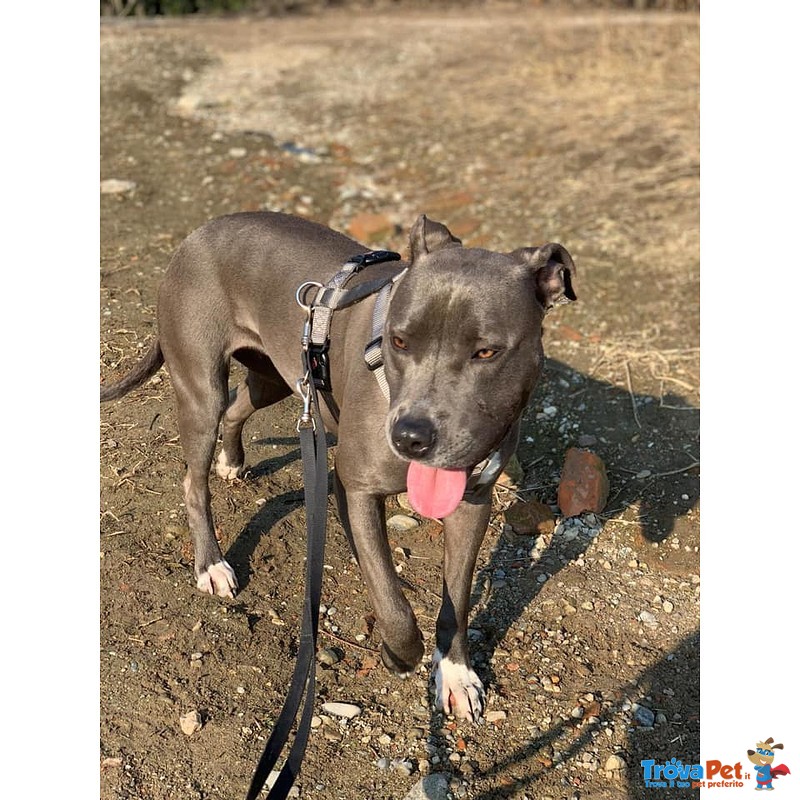 Nina, Giovane American Staffordshire blue Nose - Foto n. 3