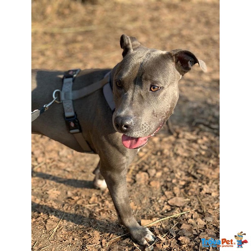 Nina, Giovane American Staffordshire blue Nose - Foto n. 1