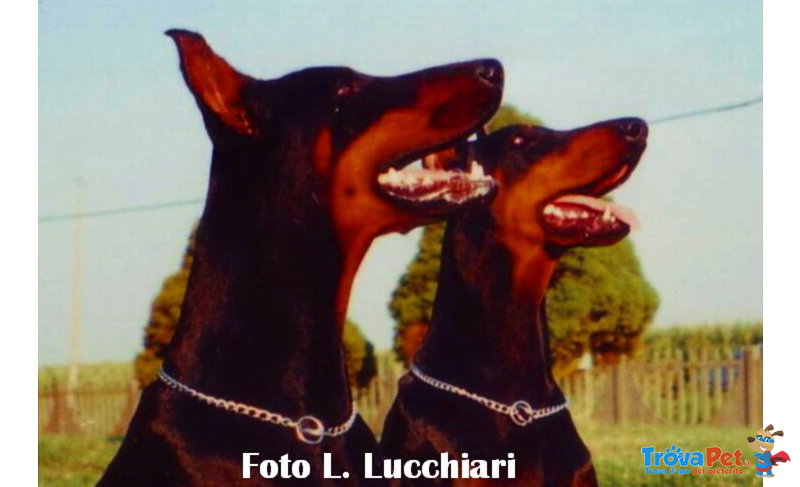 Dobermann Cuccioli di Altissima Genealogia - Foto n. 1