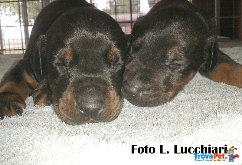 Dobermann Cuccioli di Altissima Genealogia - Foto n. 2