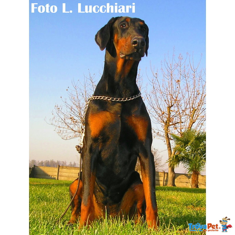 Dobermann Cuccioli di Altissima Genealogia - Foto n. 4