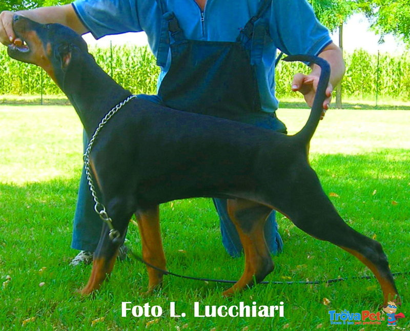 Dobermann Cuccioli di Altissima Genealogia - Foto n. 5