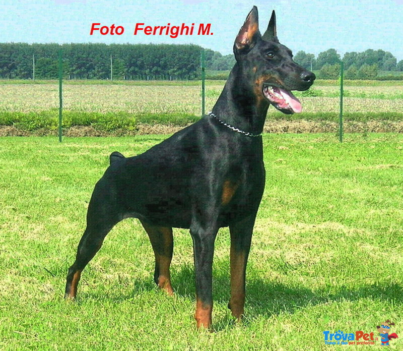 Dobermann Cuccioli di Altissima Genealogia - Foto n. 7