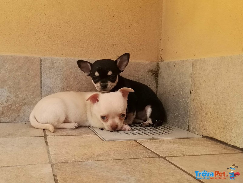 Cuccioli Femmina Chihuahua Disponibili - Foto n. 3