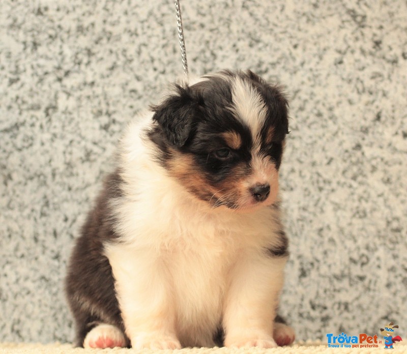 Cucciolo Australian Shepherd - Pastore Australiano Tricolorenero - Foto n. 2