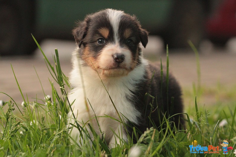 Cucciolo Australian Shepherd - Pastore Australiano Tricolorenero - Foto n. 3