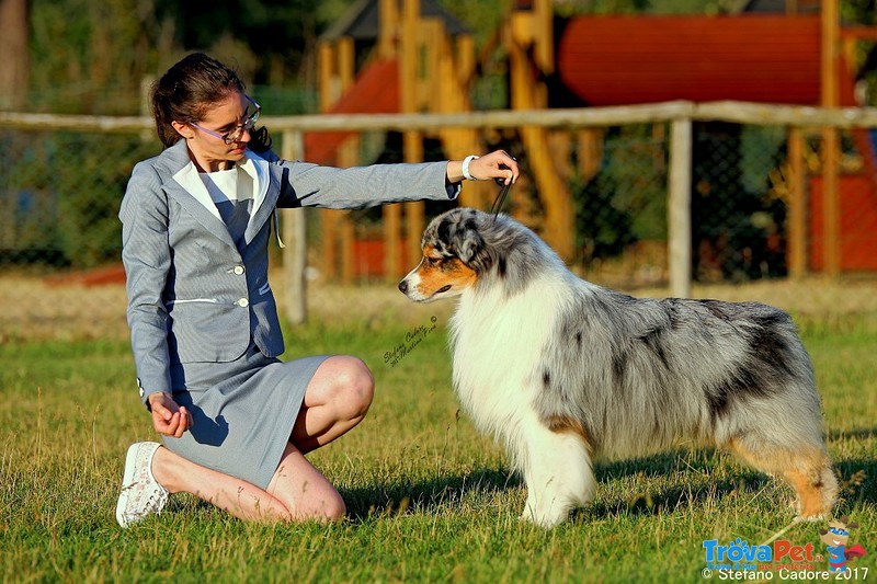 Cucciolo Australian Shepherd - Pastore Australiano Tricolorenero - Foto n. 4