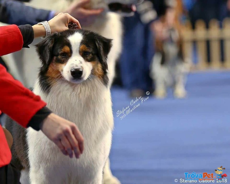 Cucciolo Australian Shepherd - Pastore Australiano Tricolorenero - Foto n. 5