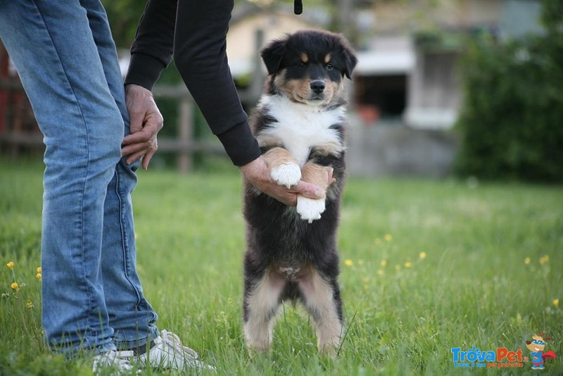 Australian Shepherd - Foto n. 2