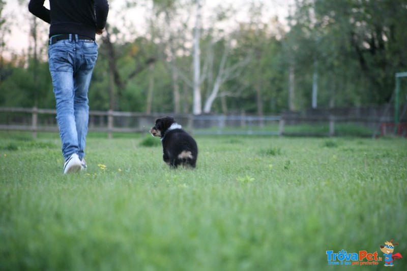 Australian Shepherd - Foto n. 3