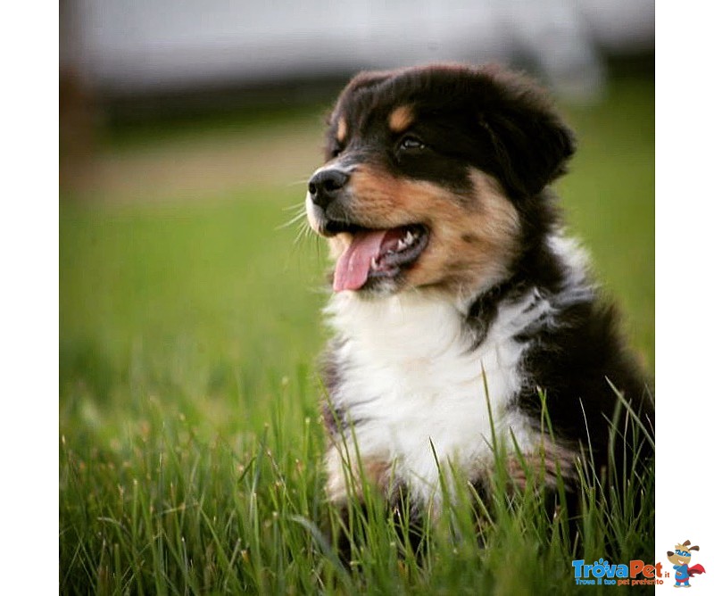 Australian Shepherd - Foto n. 1