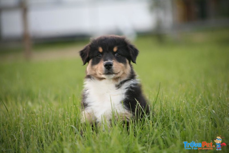 Australian Shepherd - Foto n. 5