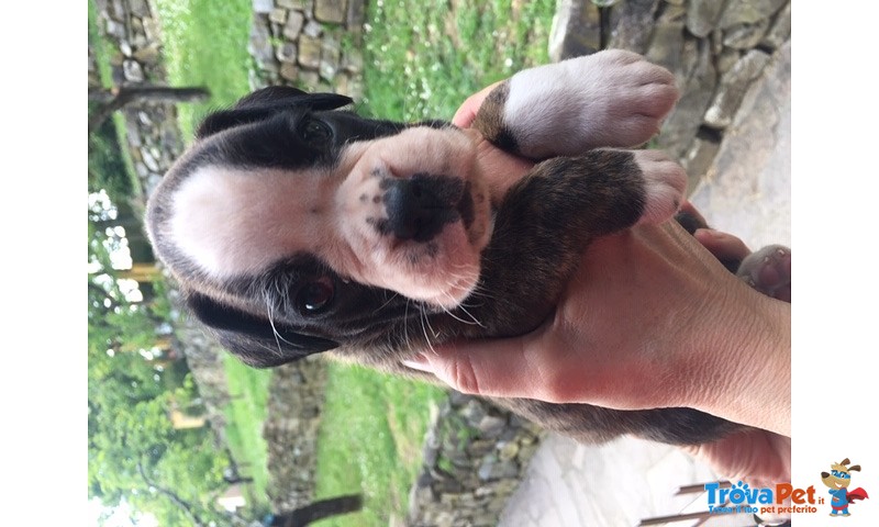 Bellissimi Cuccioli Boxer - Foto n. 2