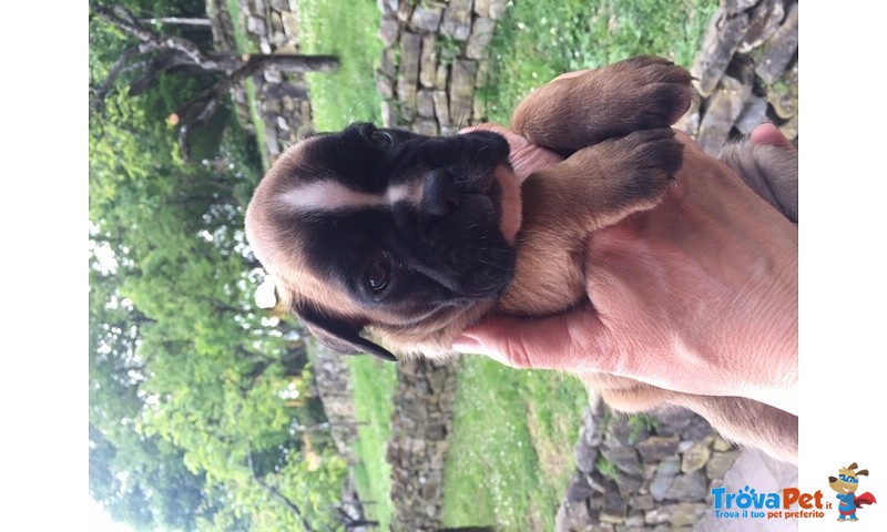 Bellissimi Cuccioli Boxer - Foto n. 3