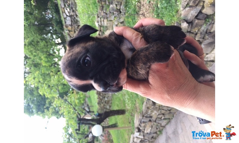 Bellissimi Cuccioli Boxer - Foto n. 4