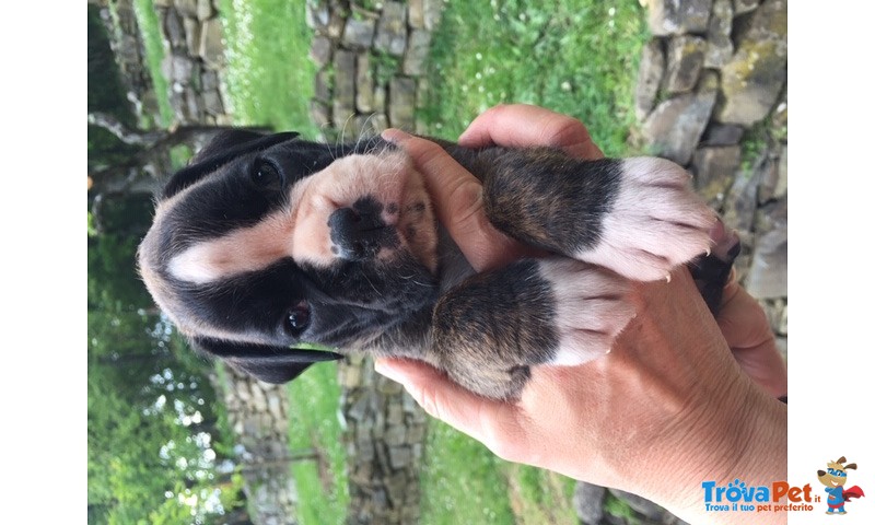 Bellissimi Cuccioli Boxer - Foto n. 5