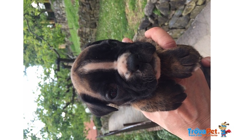 Bellissimi Cuccioli Boxer - Foto n. 6