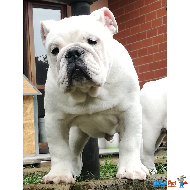 Cucciolo Bulldog Inglese - Foto n. 4