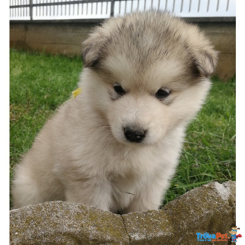 Cuccioli Alaskan Malamute - Foto n. 1