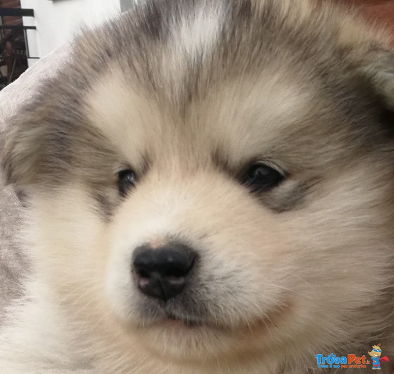 Cuccioli Alaskan Malamute - Foto n. 2