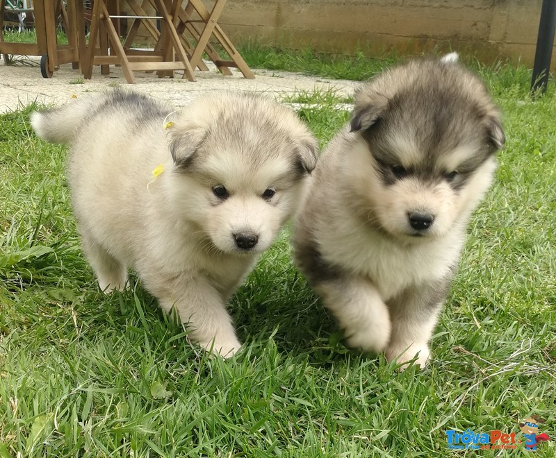 Cuccioli Alaskan Malamute - Foto n. 3