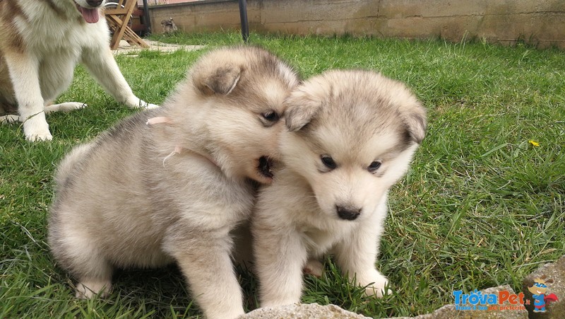 Cuccioli Alaskan Malamute - Foto n. 5