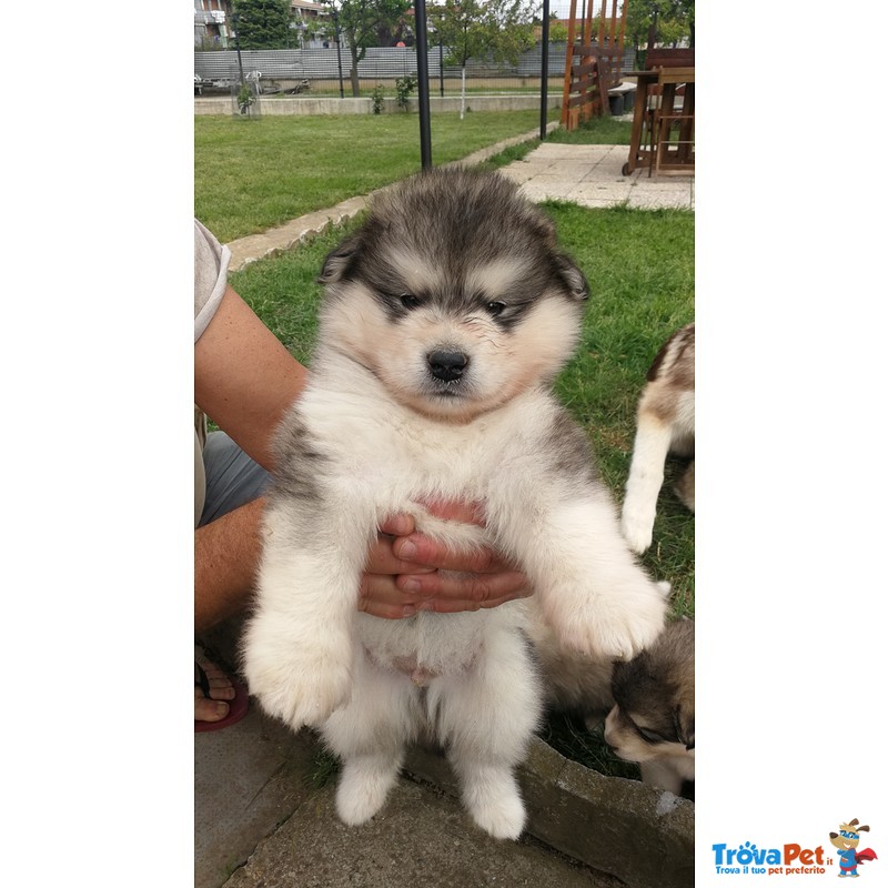 Cuccioli Alaskan Malamute - Foto n. 6