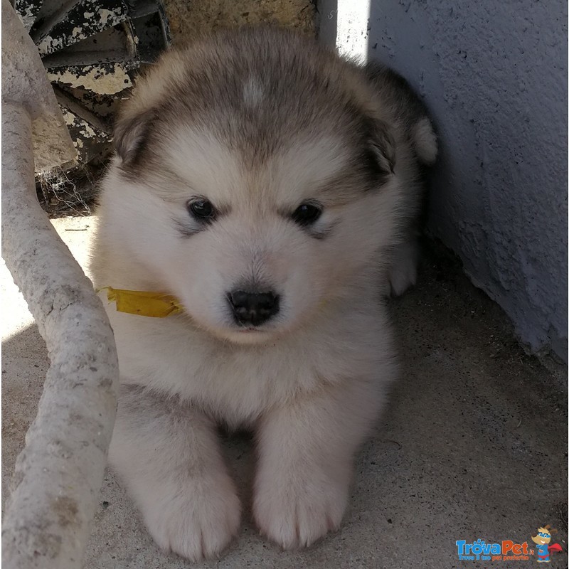 Cuccioli Alaskan Malamute - Foto n. 7