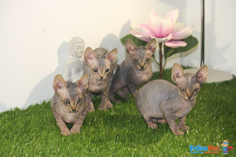 Gattini di Canadian Sphynx - Foto n. 3