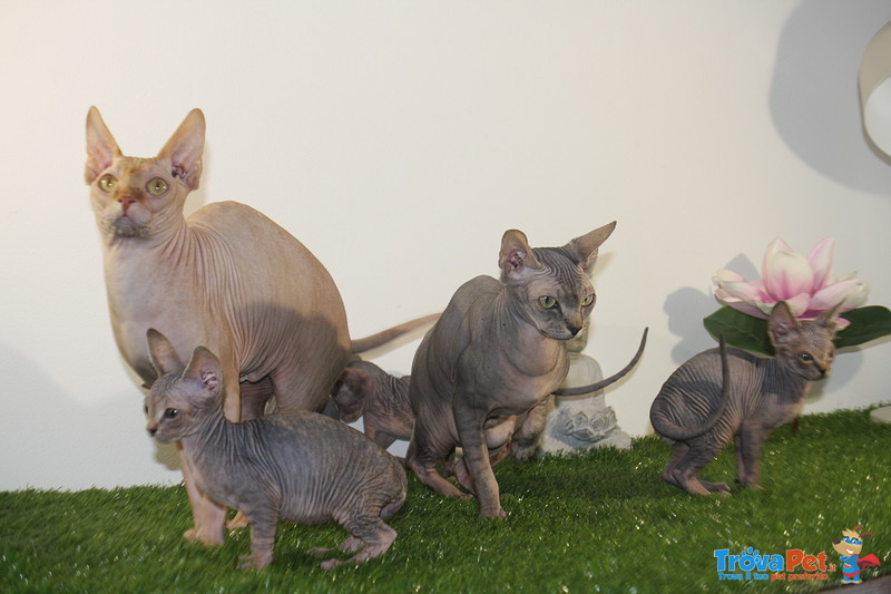 Gattini di Canadian Sphynx - Foto n. 6