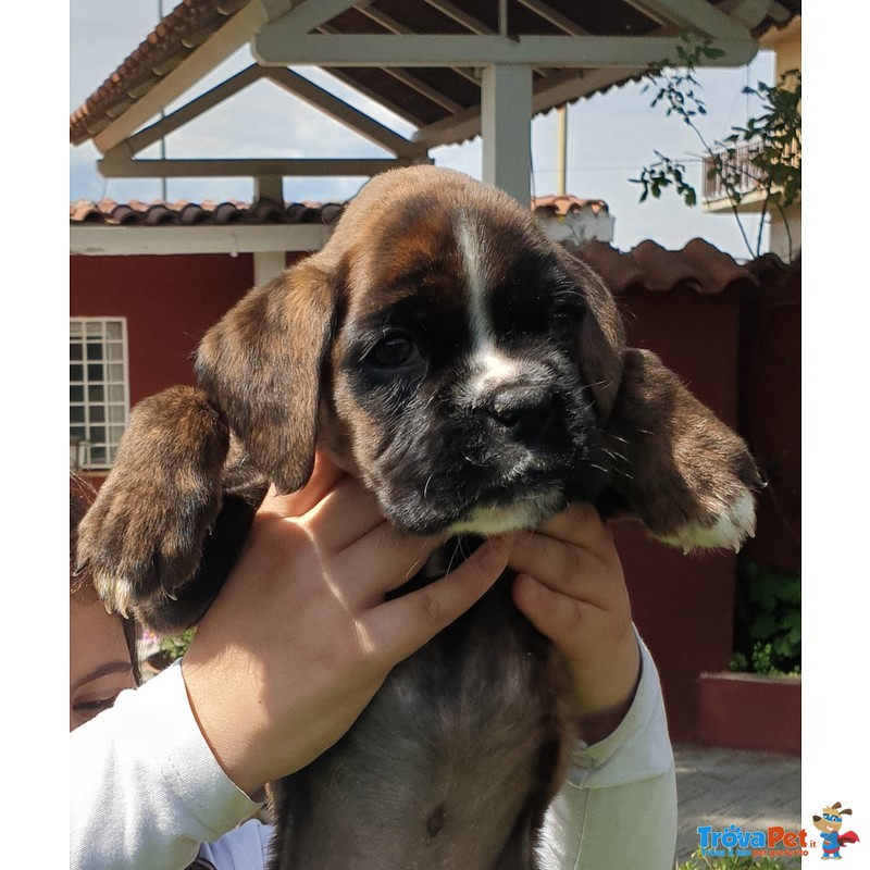 Disponibili Cuccioli di Boxer alta Genealogia - Foto n. 3