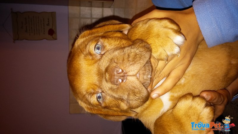 Cuccioli Dogue de Bordeaux - Foto n. 2