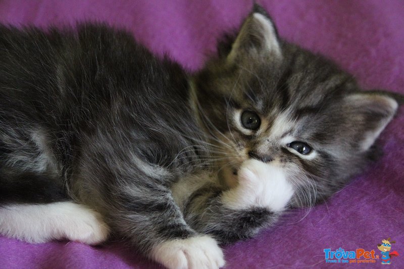 Maine coon Cuccioli - Foto n. 1