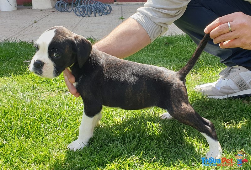 Cuccioli di Boxer alta Genealogia - Foto n. 2