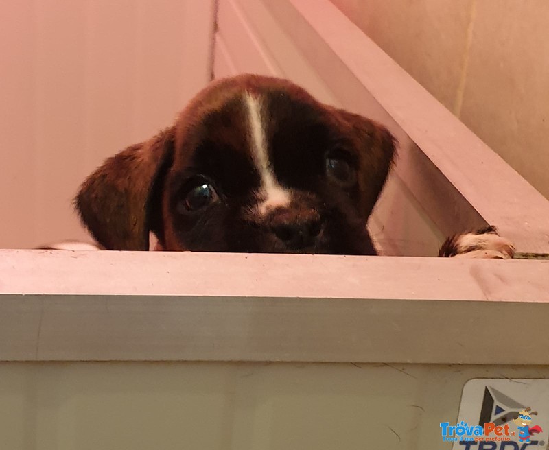 Cuccioli di Boxer alta Genealogia - Foto n. 4