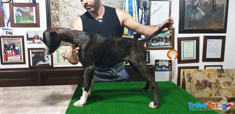 Cucciolo di Boxer Disponibile con Pedigree Enci - Foto n. 2