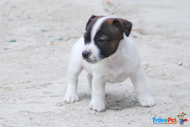 Cucciola di jack Russell Terrier - Foto n. 3