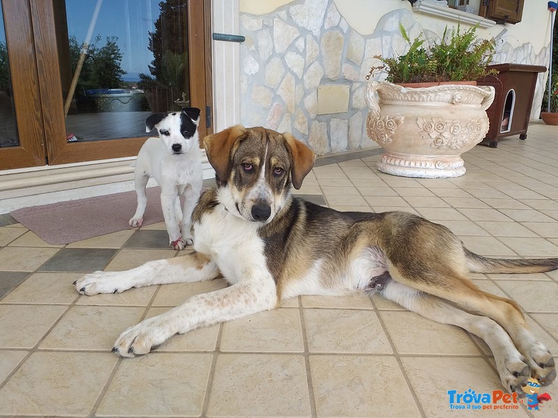 Una Famiglia per il Tenero e Dolce Bob - Foto n. 1