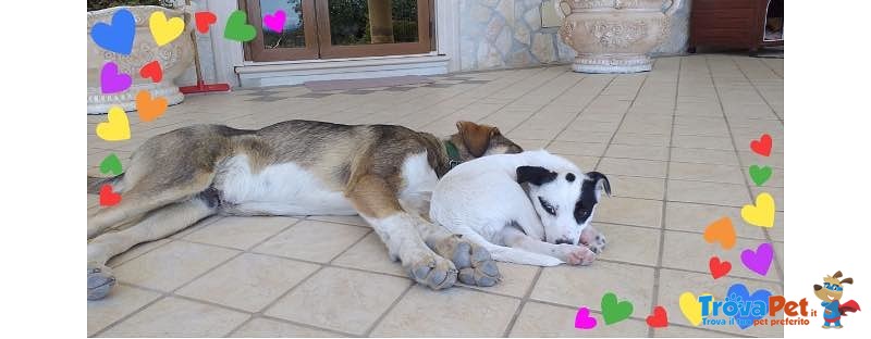 Una Famiglia per il Tenero e Dolce Bob - Foto n. 3