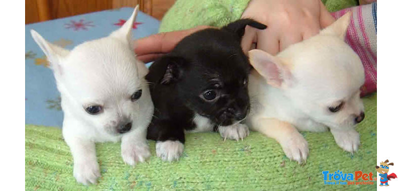 Cuccioli di Chihuahua toy Disponible per l 'adozione - Foto n. 1