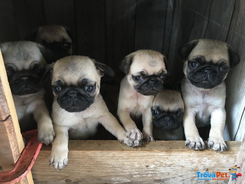 Cuccioli di Carlino - Foto n. 2