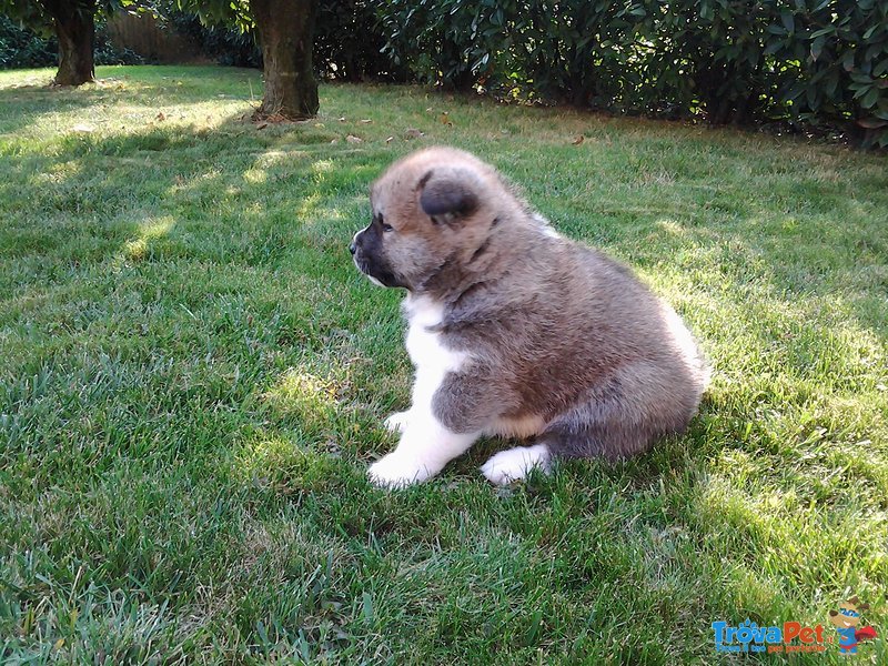 Akita inu - Cuccioli Disponibili - Foto n. 2