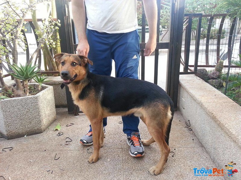 Tobias,incrocio Pastore Tedesco Cerca Casa - Foto n. 2