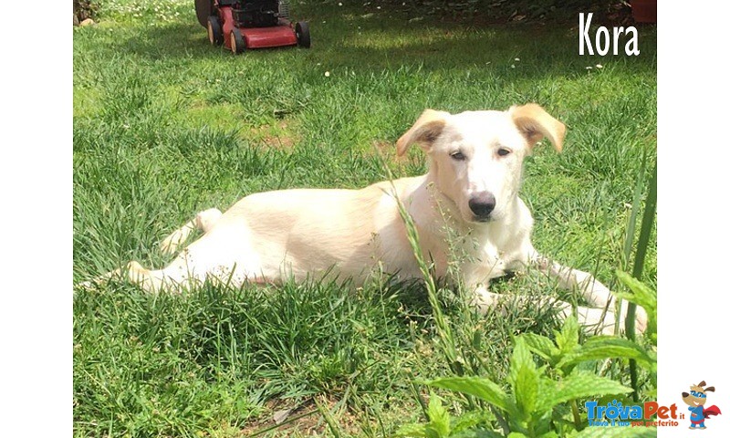 Kora Giovane e Dolcissima Cagnolina - Foto n. 1